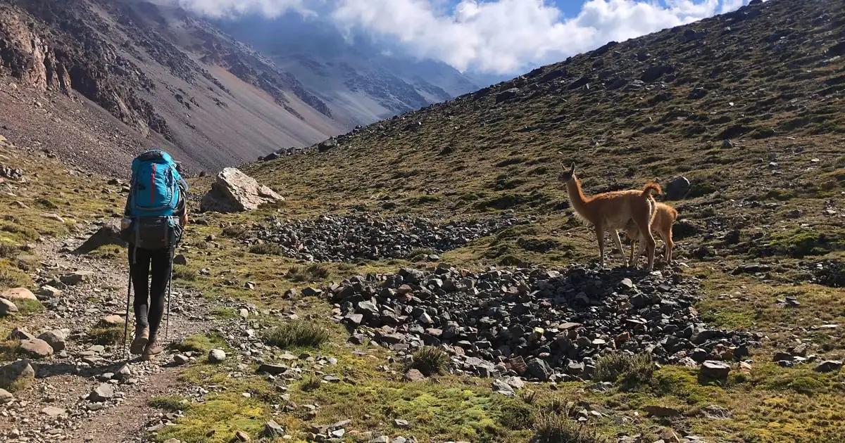 A hiker on a dry trail with a guanaco nearby